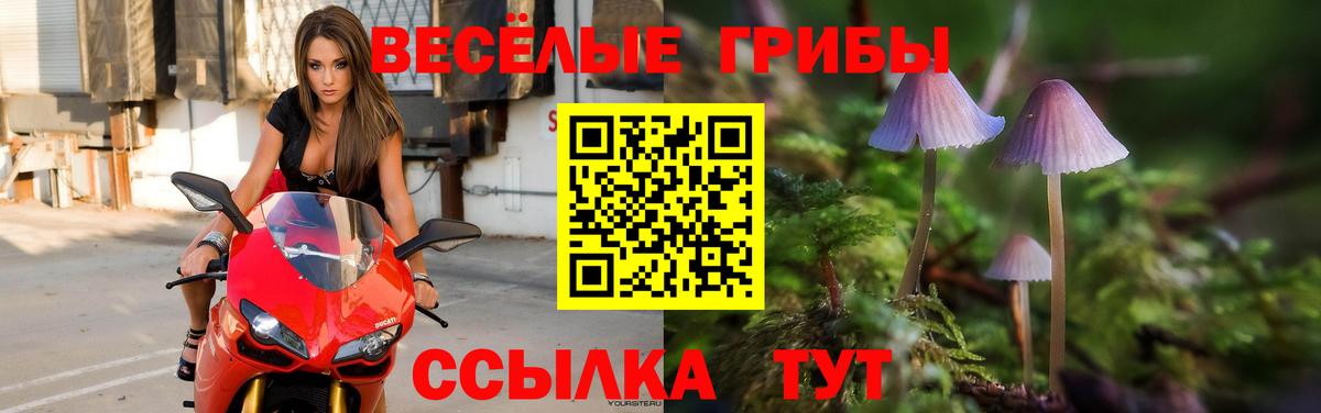 Псилоцибиновые грибы Psilocybine cubensis Минусинск